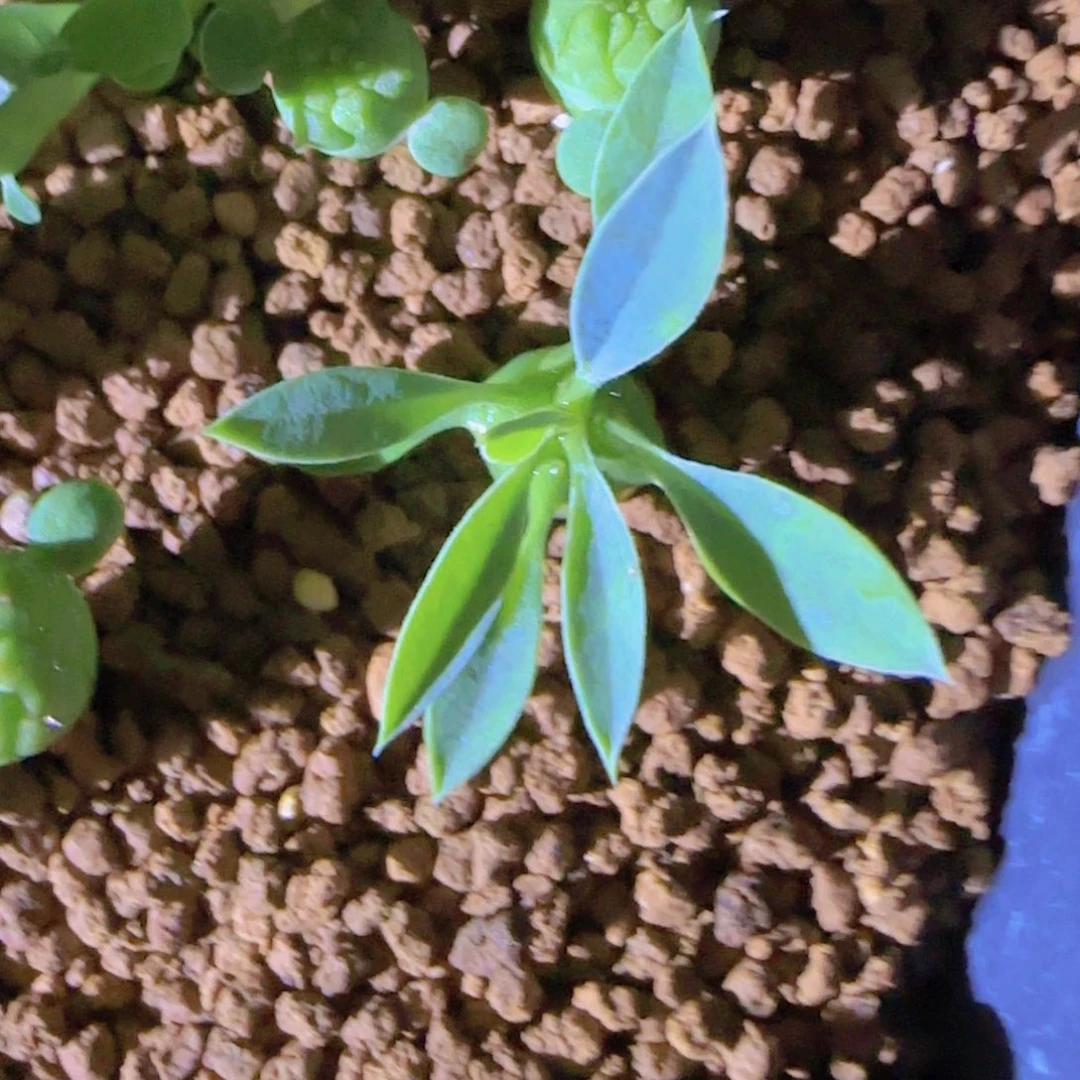 块根植物块根植物