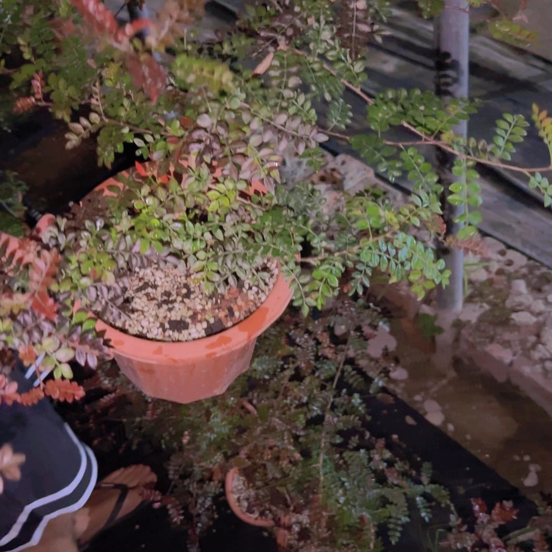 知***爷块根植物块根植物