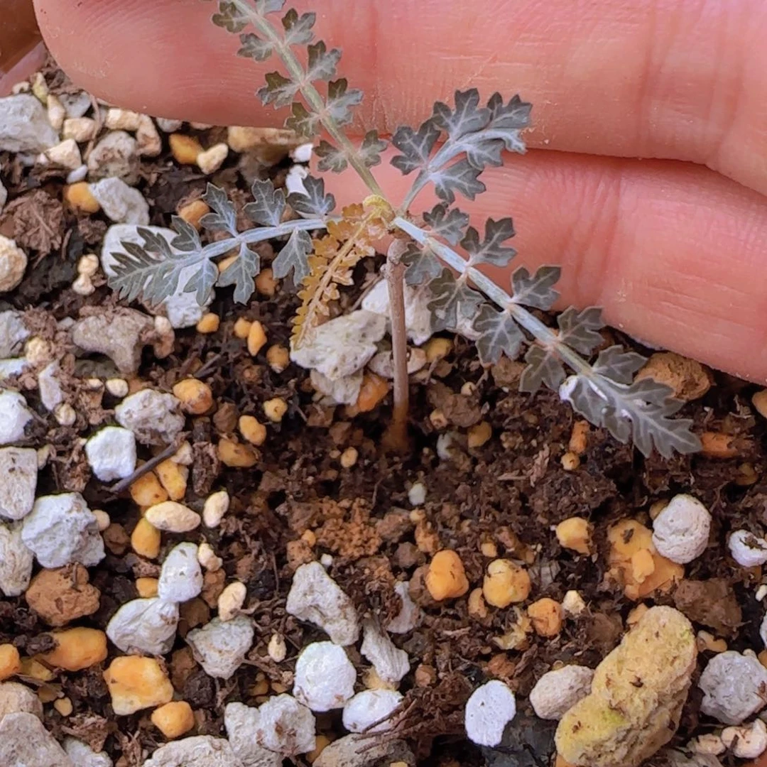 呜**?块根植物块根植物