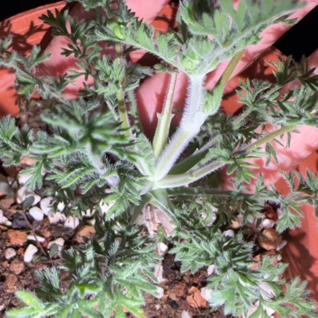 【闪购商品】F****a杨奎545699