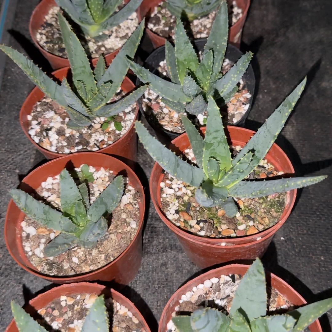 【闪购商品】芦荟559999