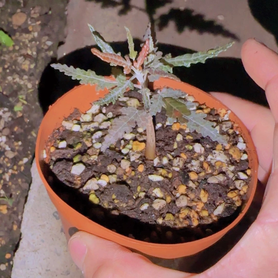 梵*＆块根植物块根植物