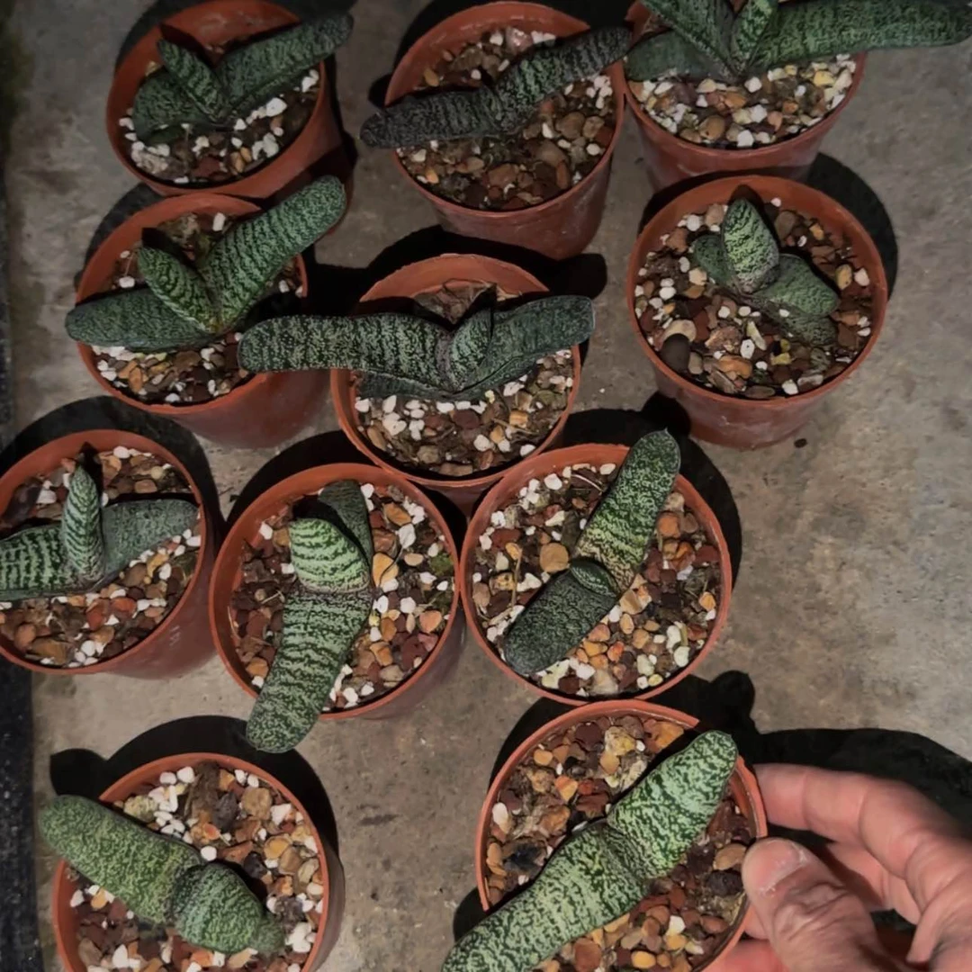 【闪购商品】卧牛多肉植物55899