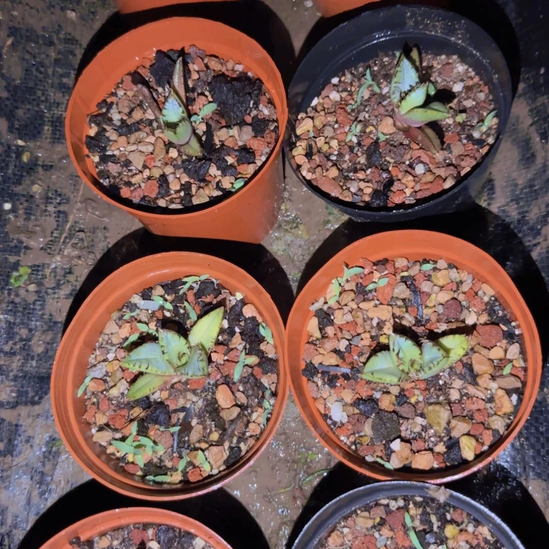 块根植物块根植物