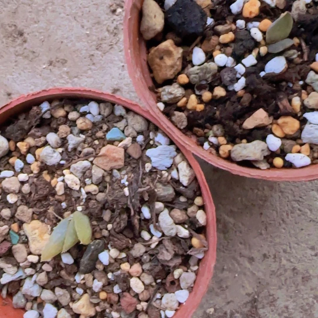 块根植物块根植物