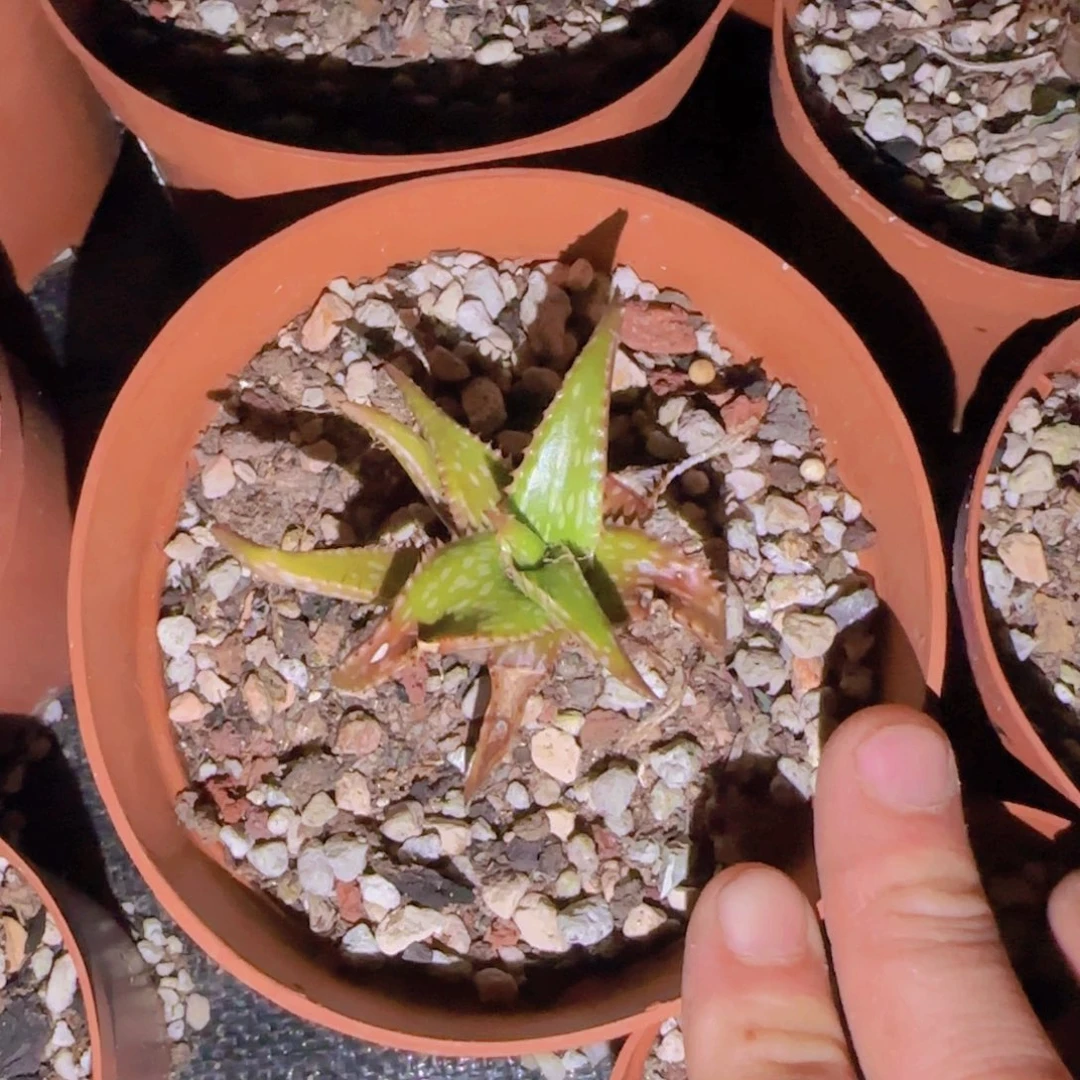 块根植物块根植物