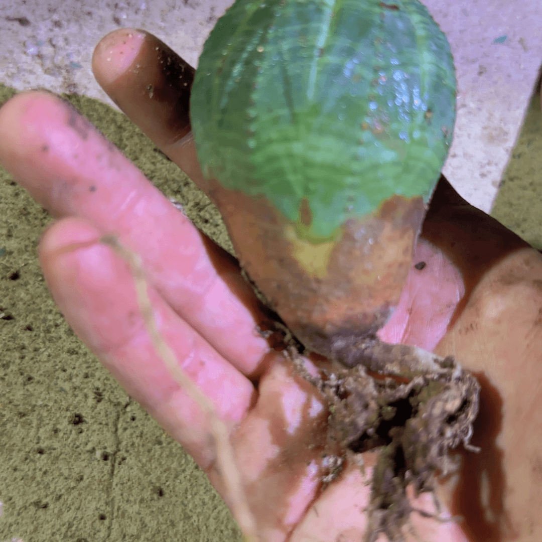 块根植物块根植物