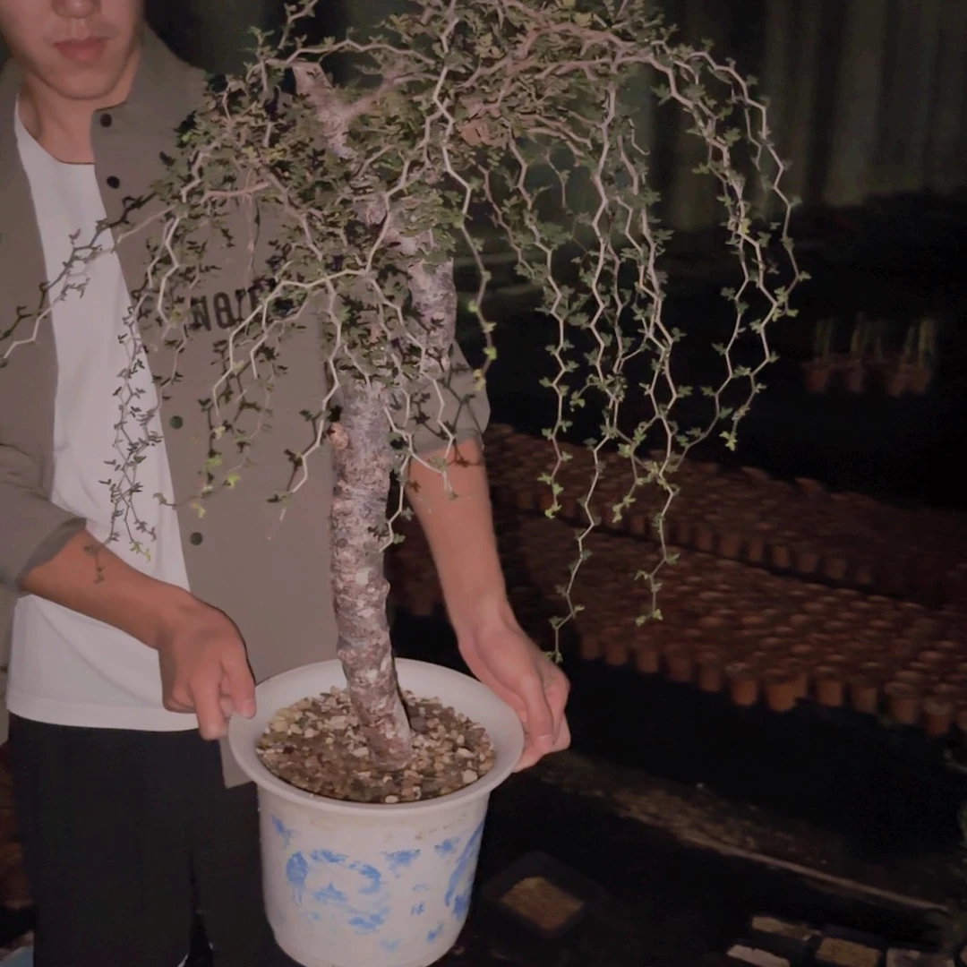 大*块根植物块根植物