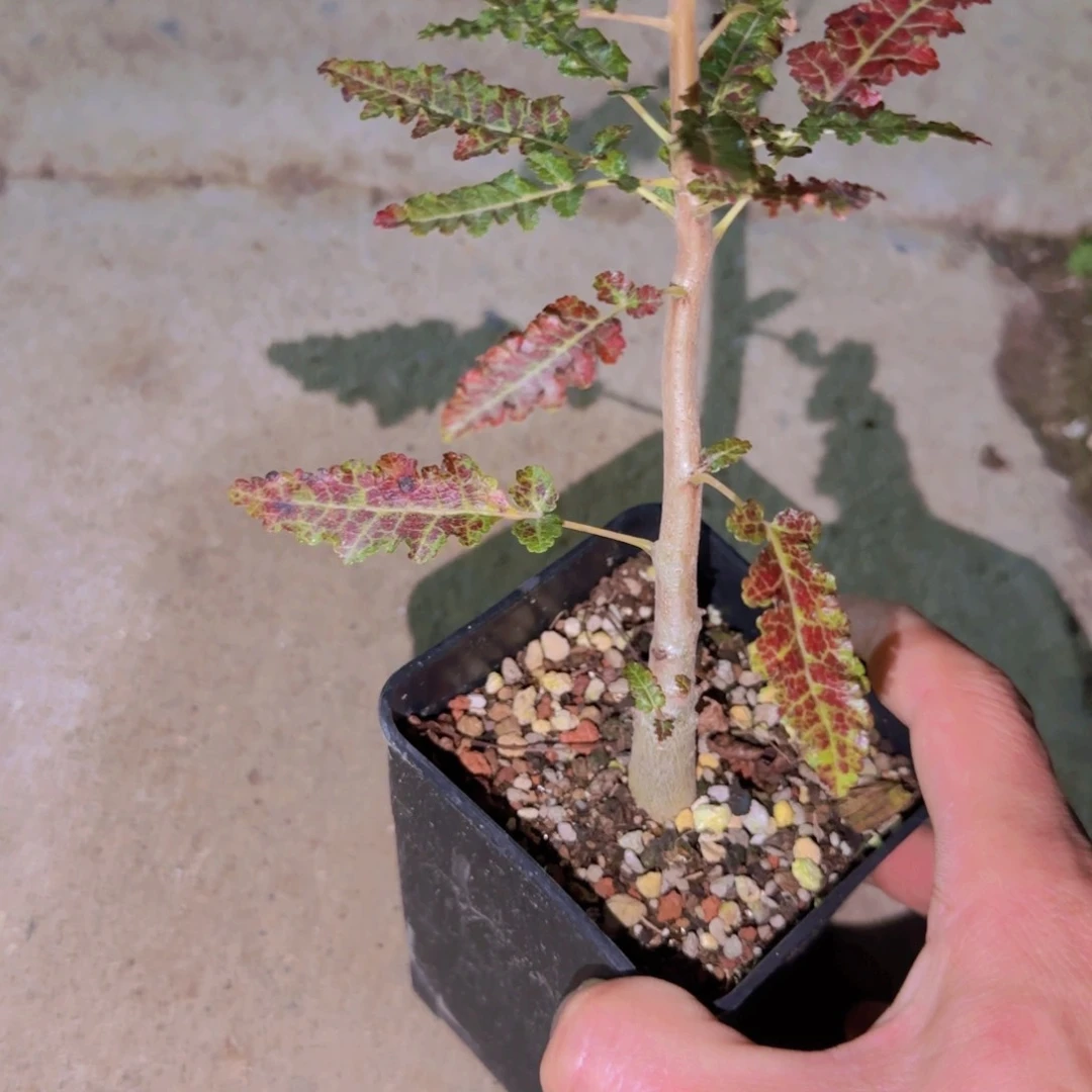 M****n块根植物块根植物