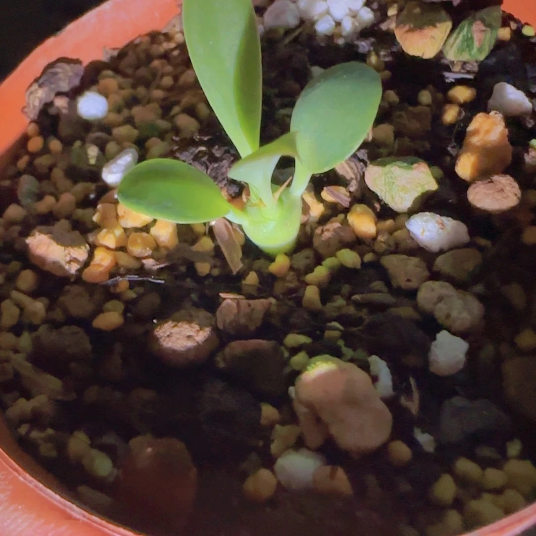 块根植物块根植物