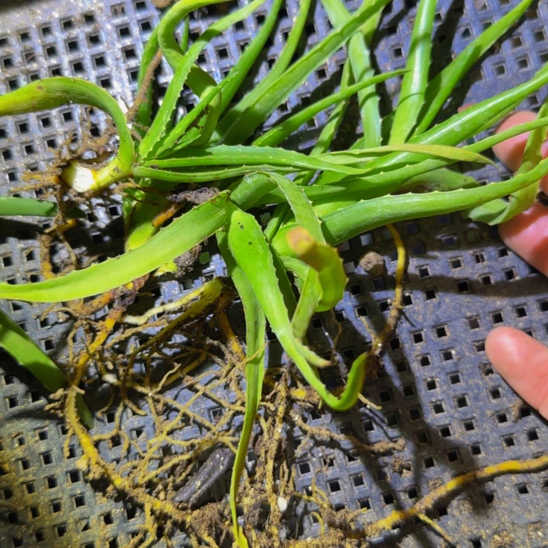 【闪购商品】芦荟15566