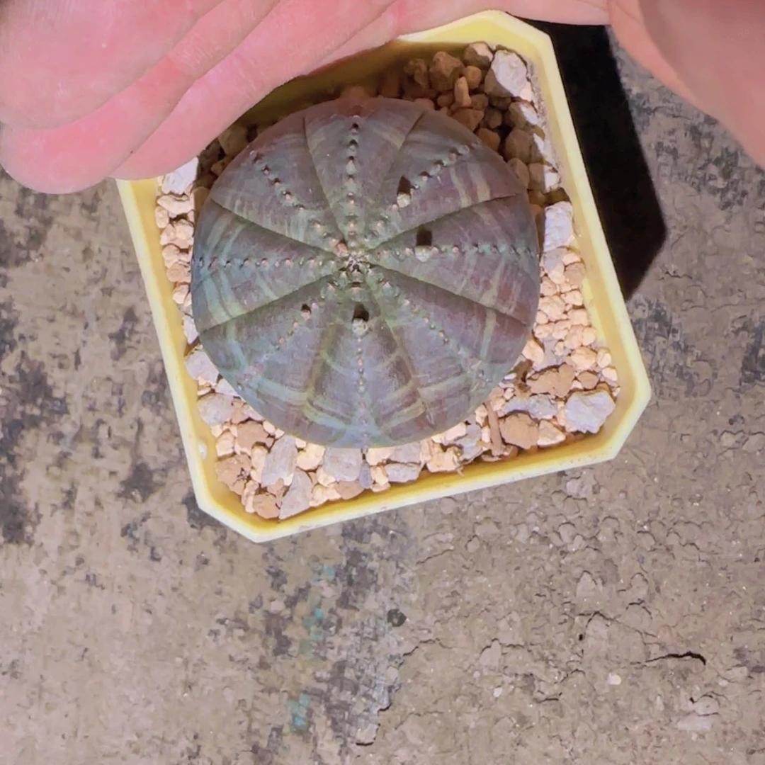 块根植物块根植物