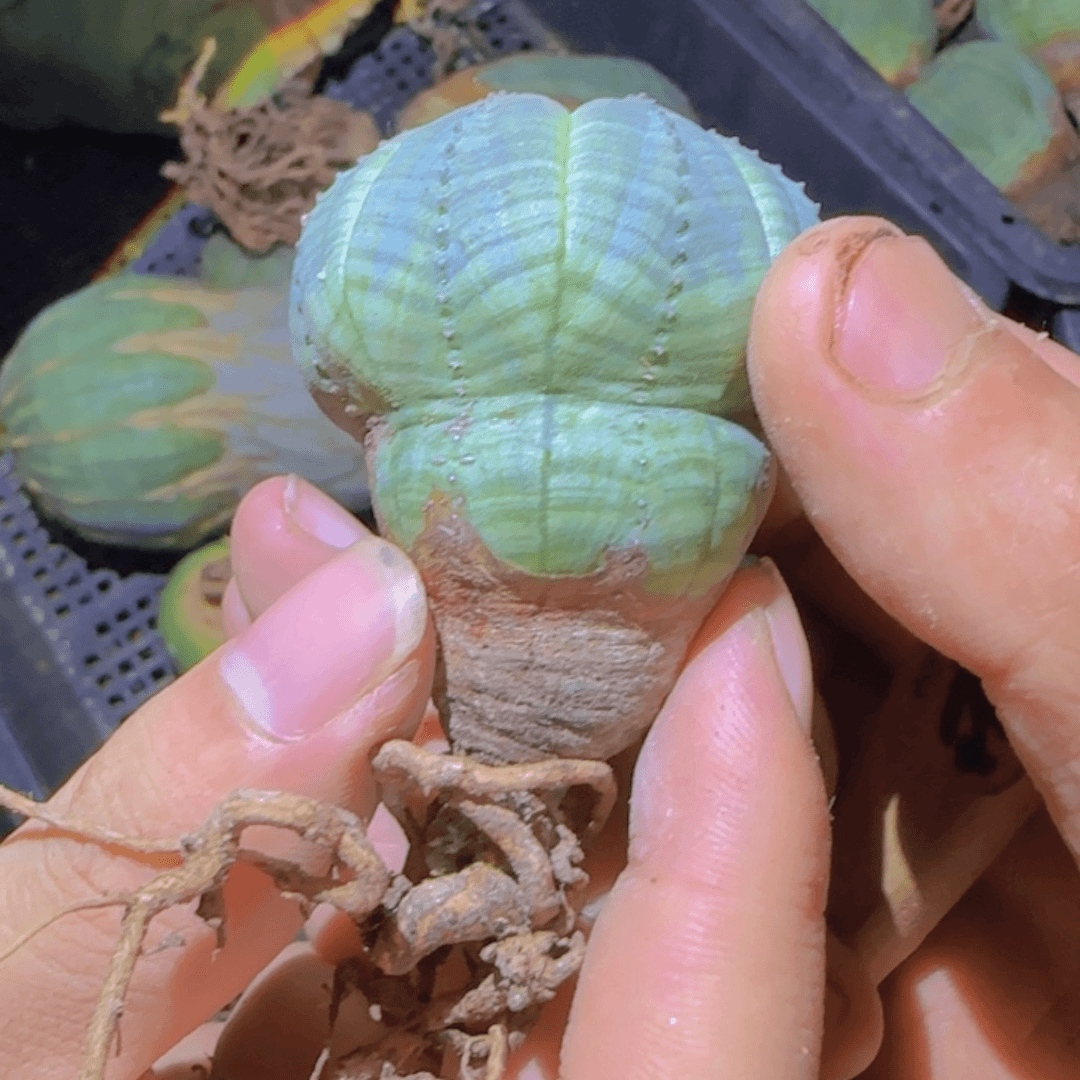 块根植物块根植物