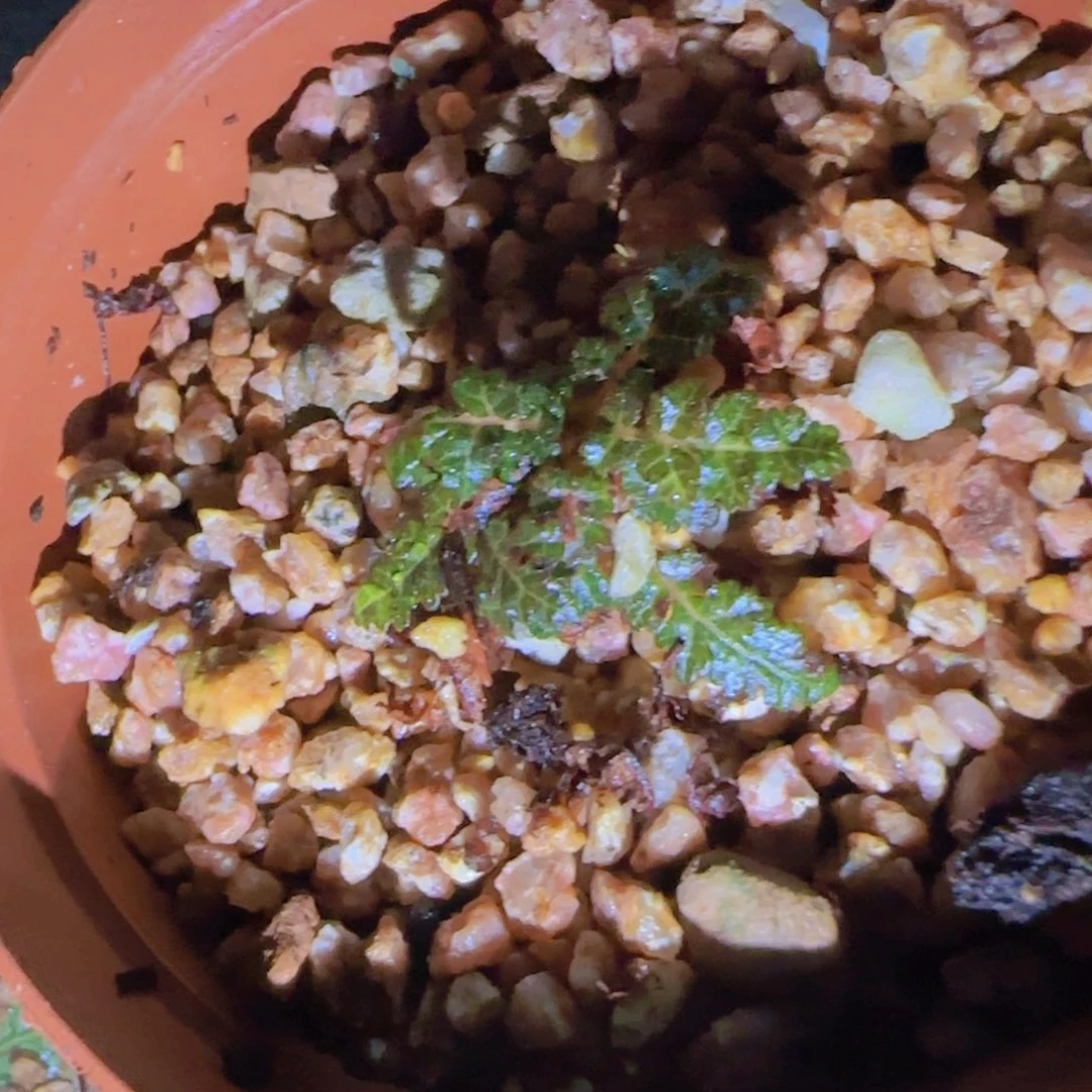 香****?块根植物块根植物
