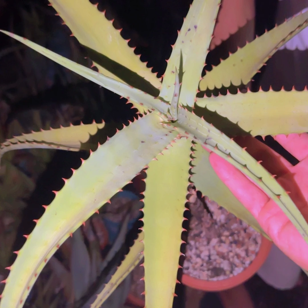爱****y块根植物块根植物