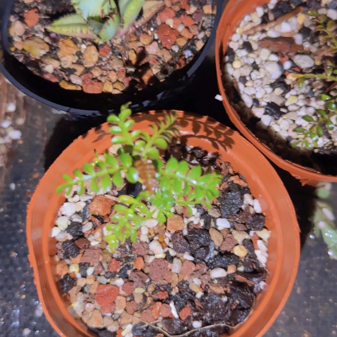 ?*迪块根植物块根植物