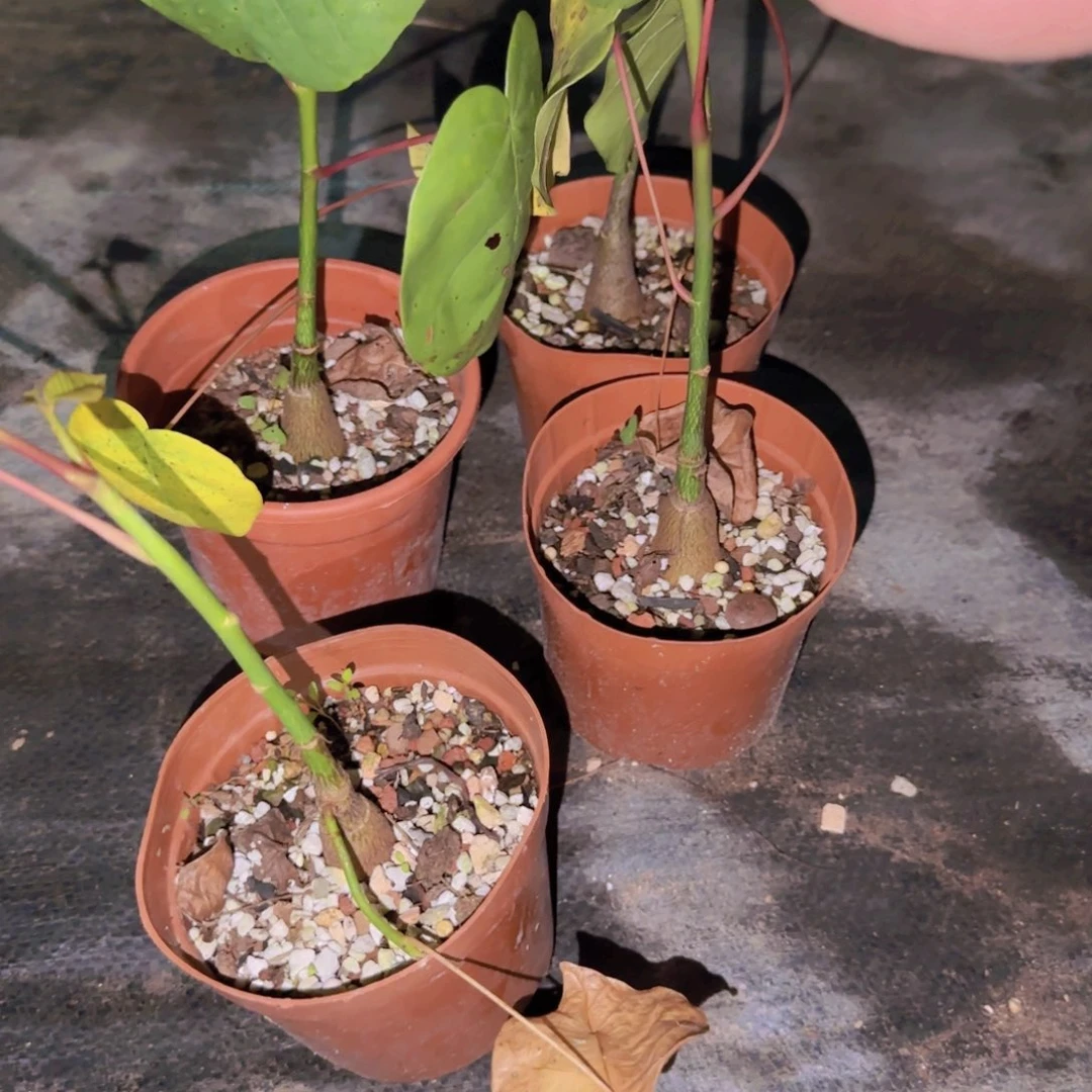 块根植物块根植物块根植物