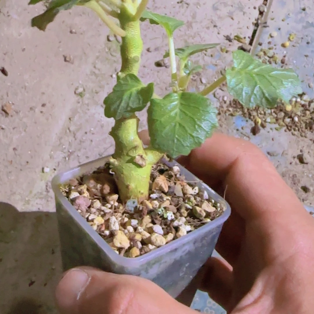 H****n块根植物块根植物