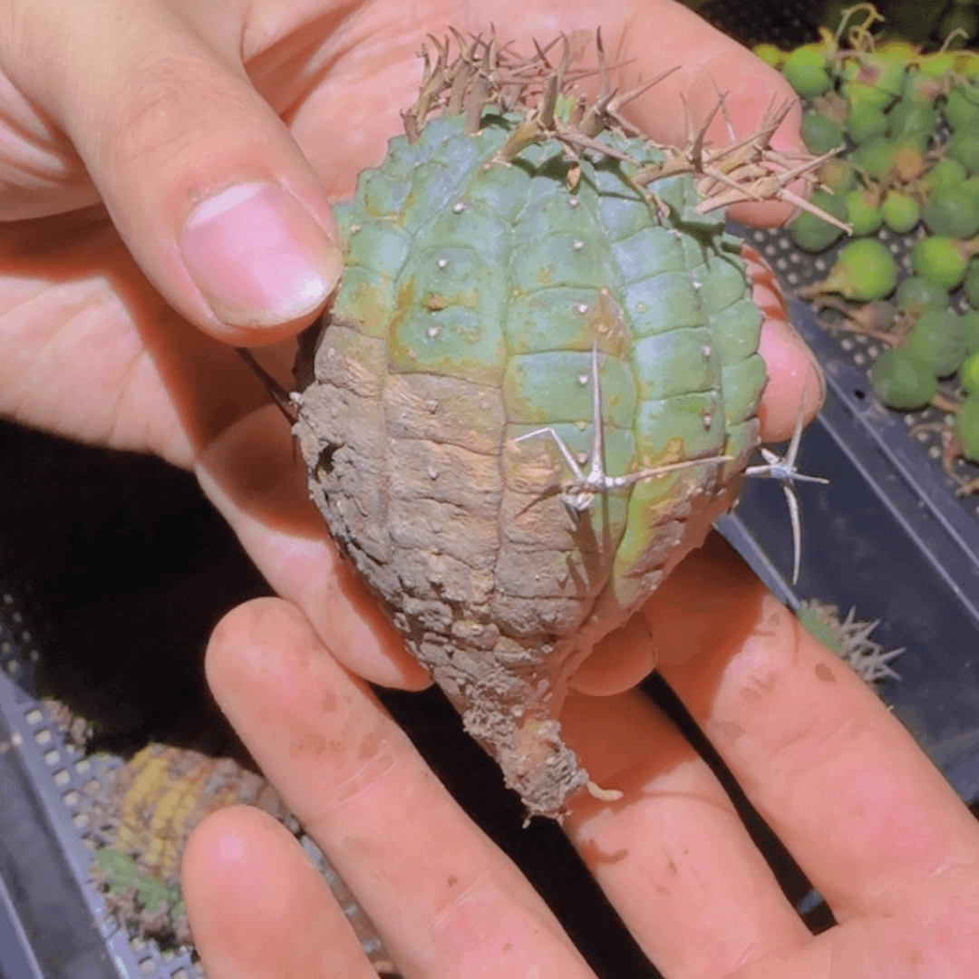 块根植物块根植物