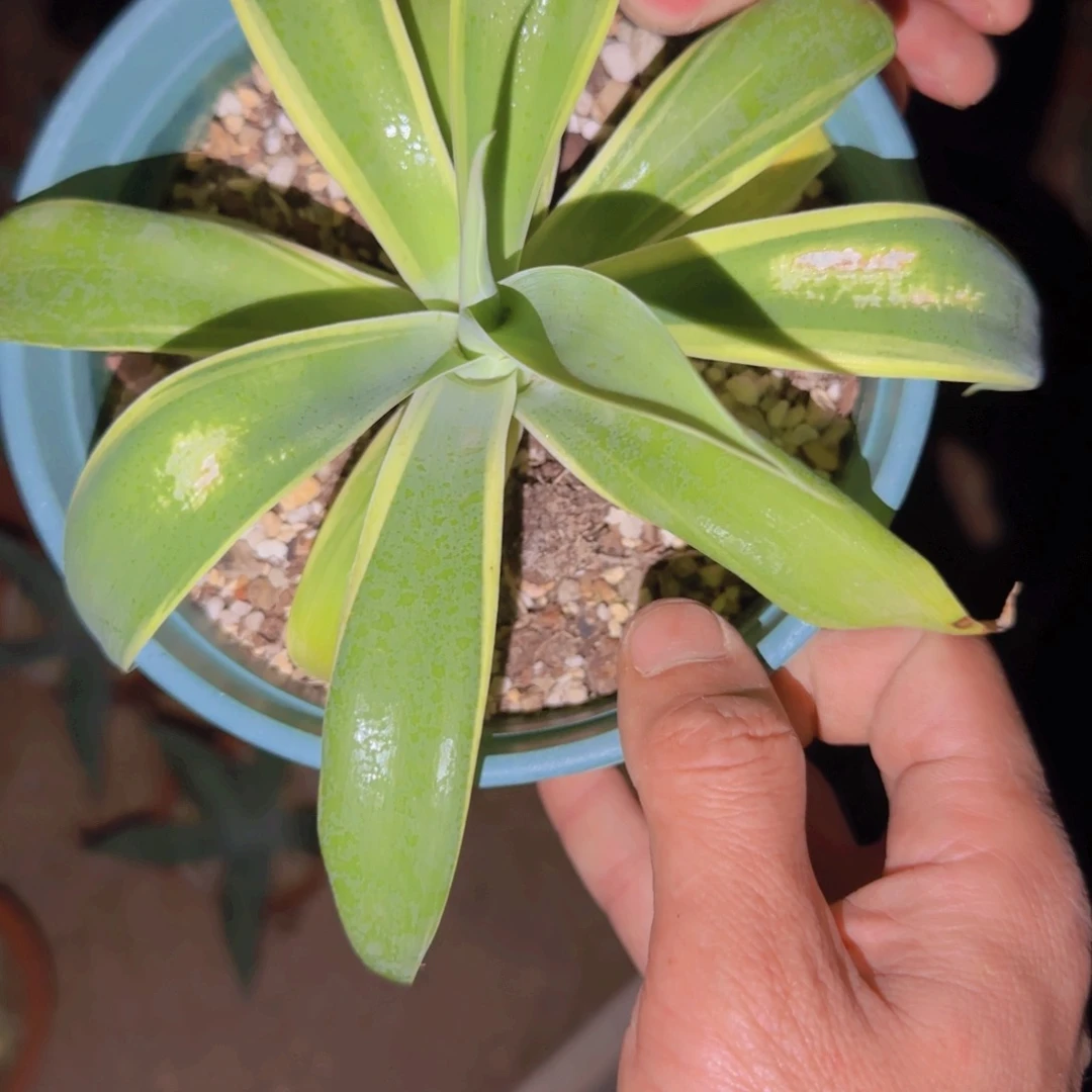 块根植物块根植物