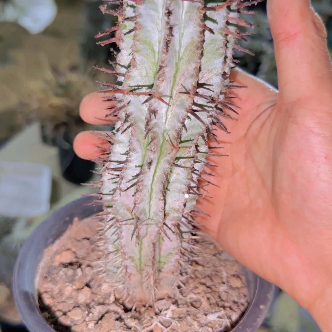 块根植物块根植物
