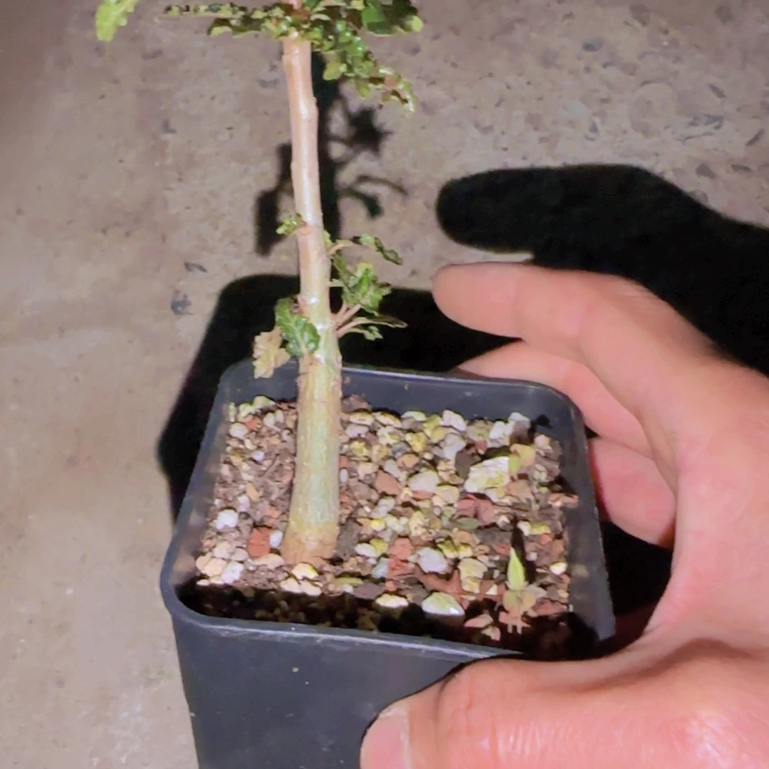 块根植物块根植物