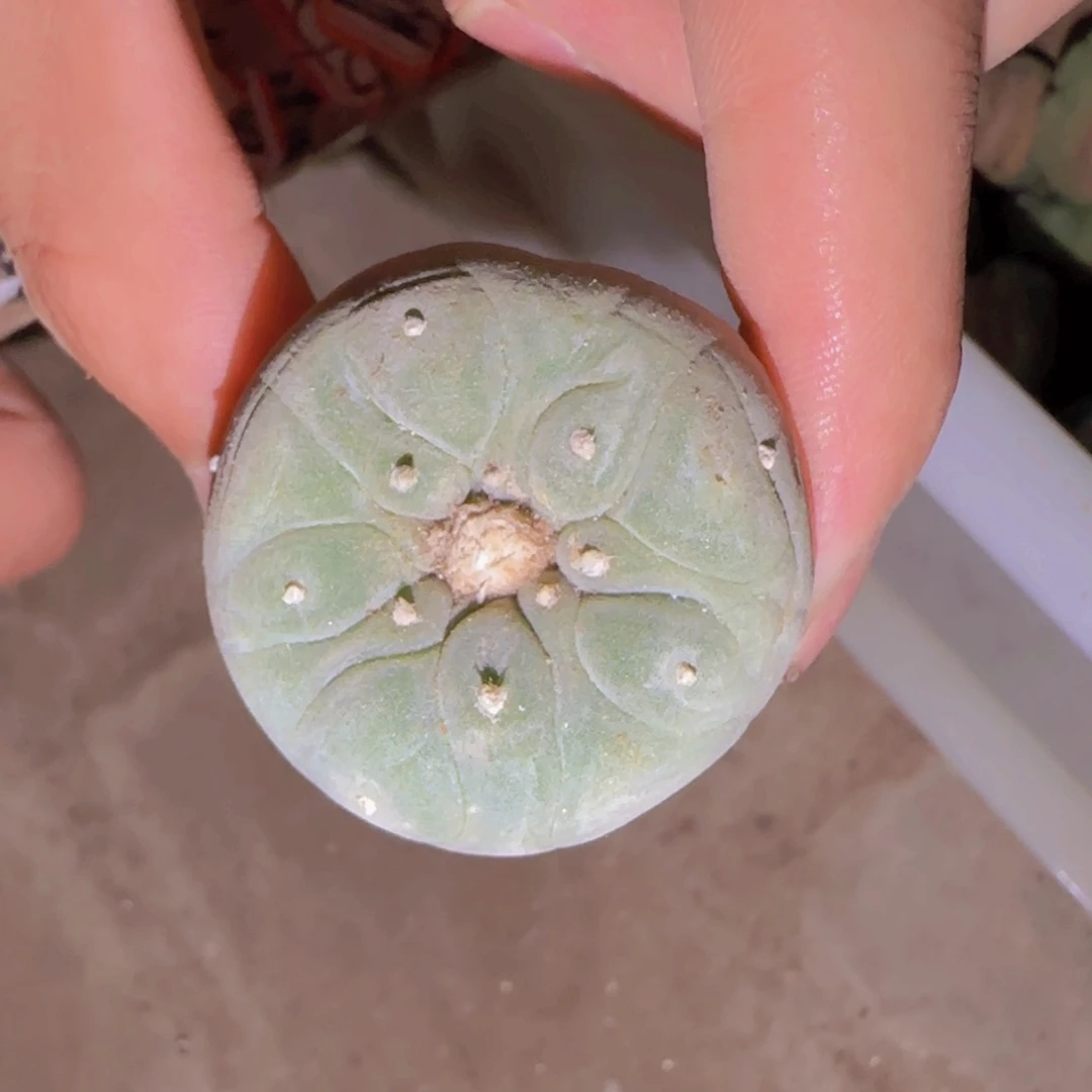 块根植物块根植物