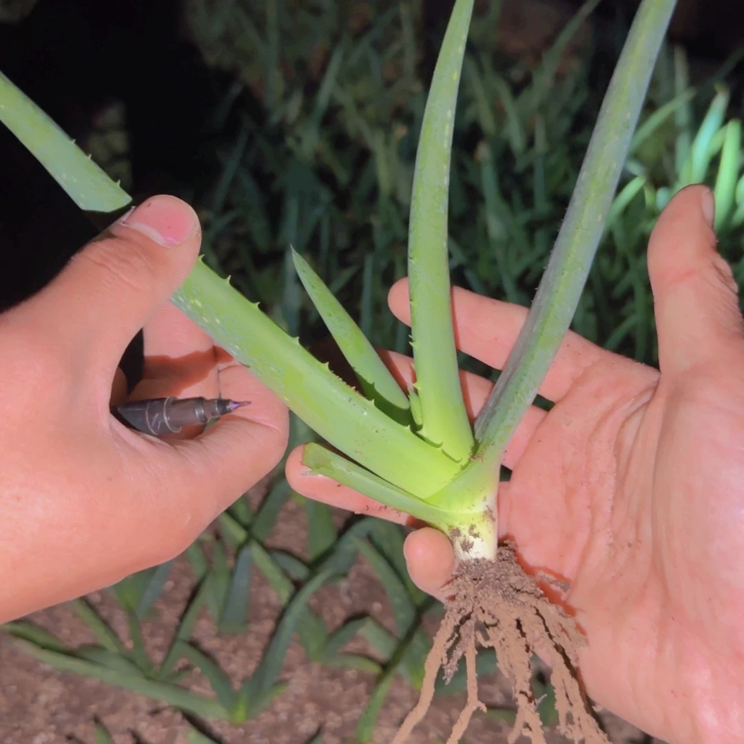 块根植物块根植物