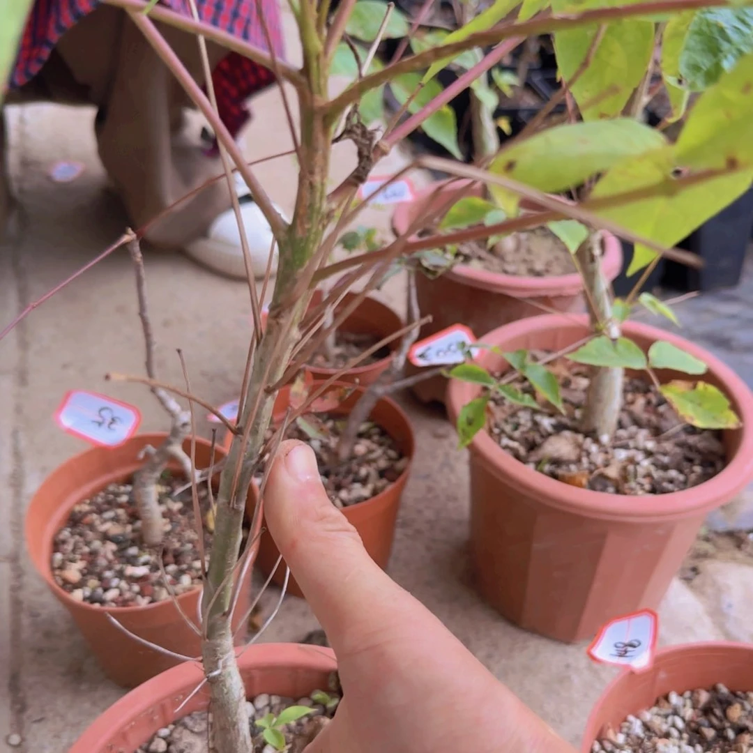 块根块根植物块根植物