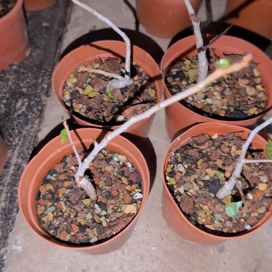 块根植物块根植物