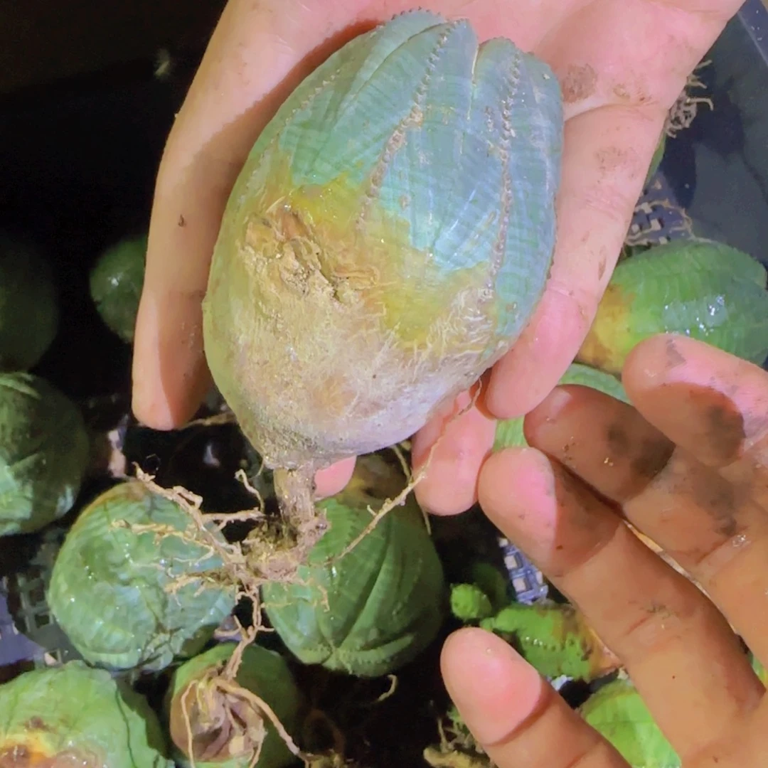 块根植物块根植物