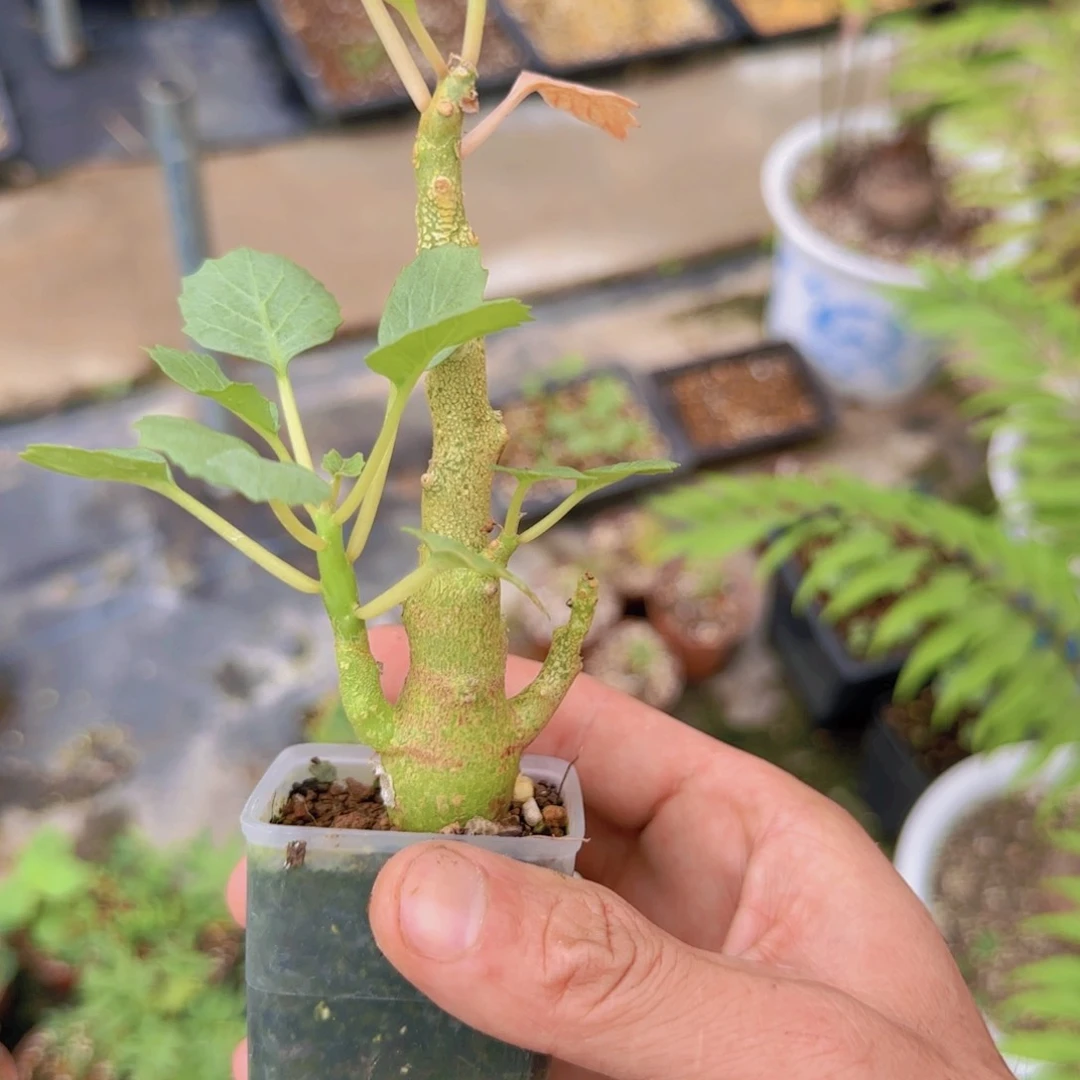 1****_块根植物块根植物
