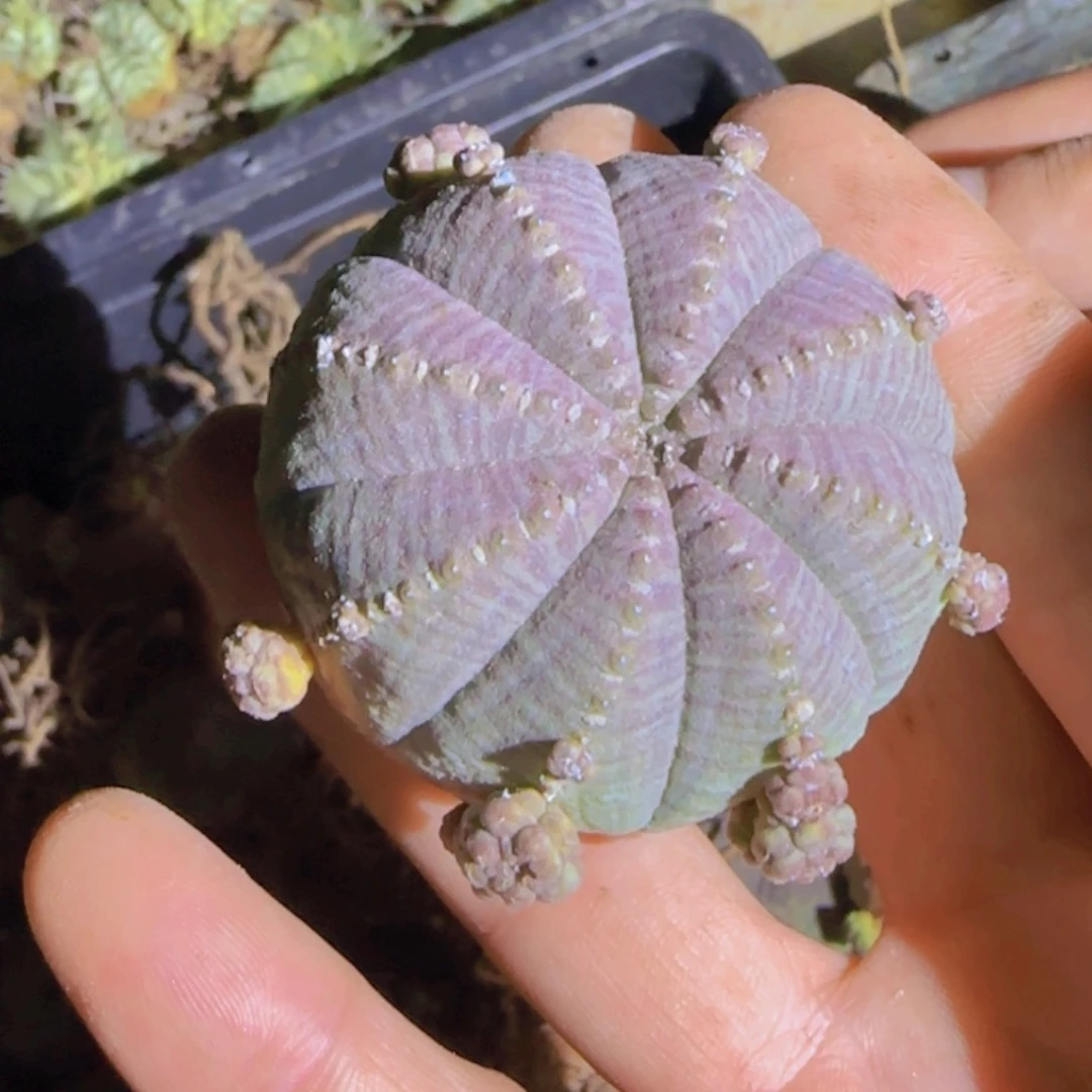 块根植物块根植物