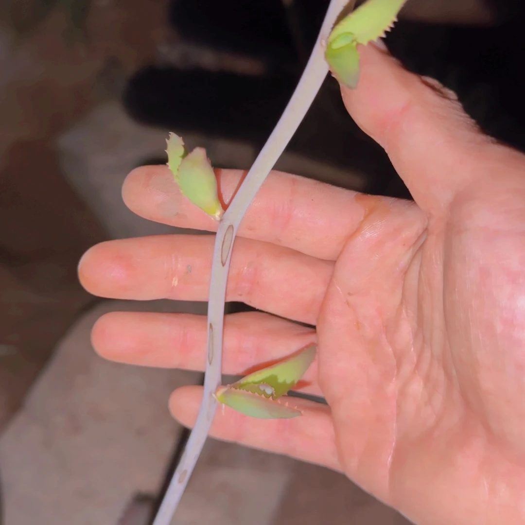 块根植物块根植物