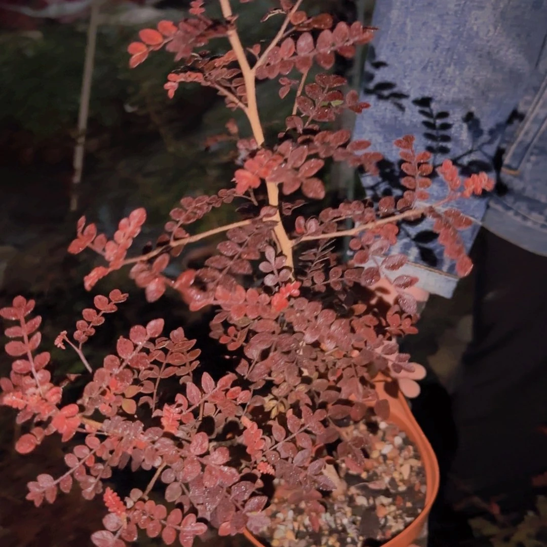 赢*块根植物块根植物