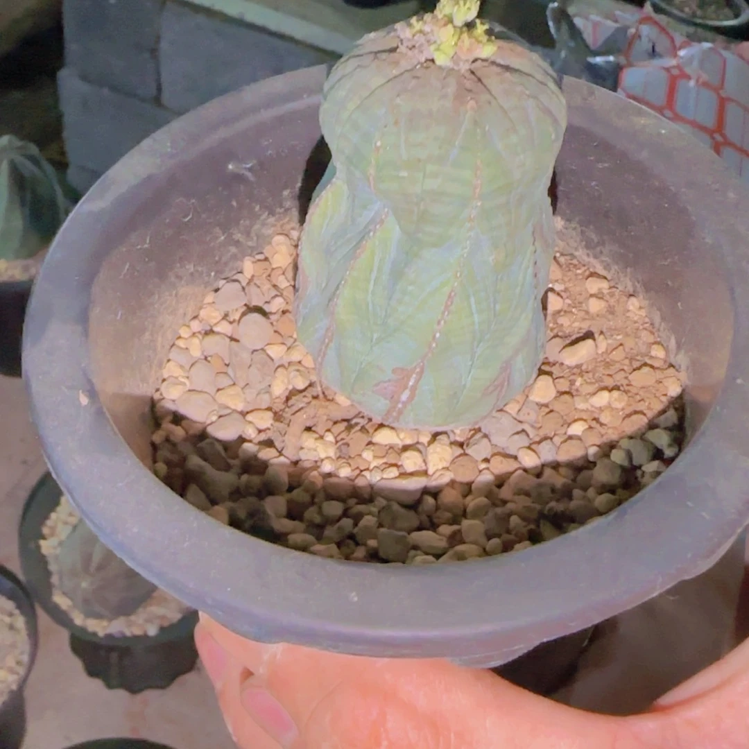 块根植物块根植物