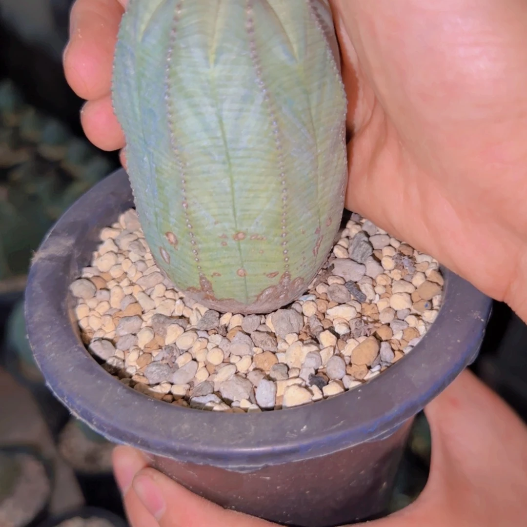 块根植物块根植物