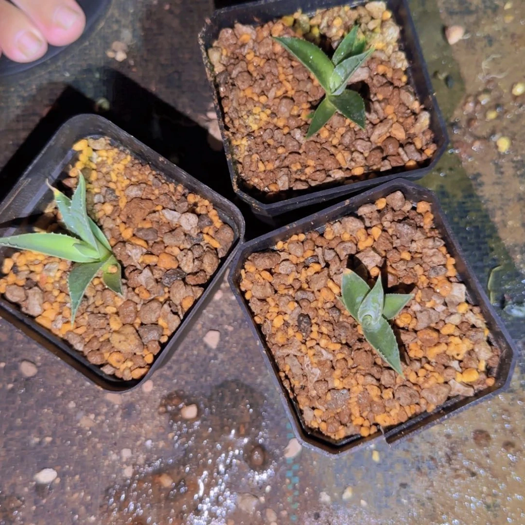 块根植物块根植物
