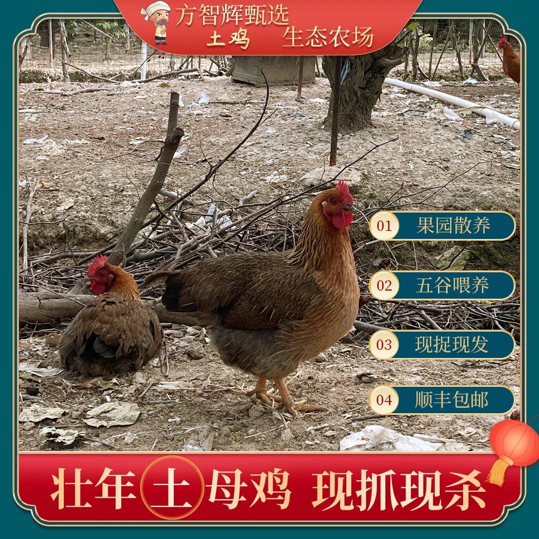 方先生甄选农家果园散养走地土鸡，土母鸡，昆虫，大米搅拌米糠喂养
