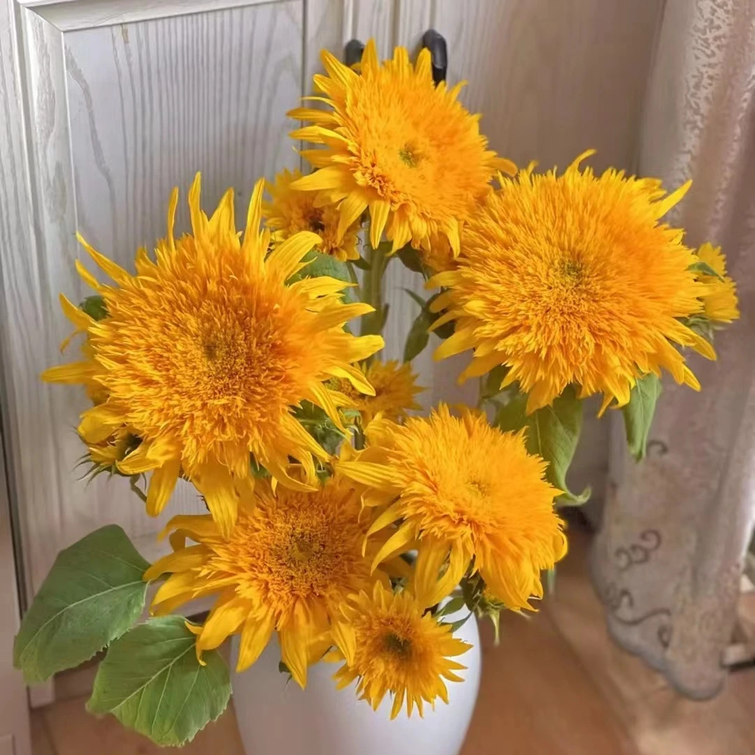 3枝泰迪向日葵重瓣高端花材云南鲜花客厅插花瓶水养斗南基地直发