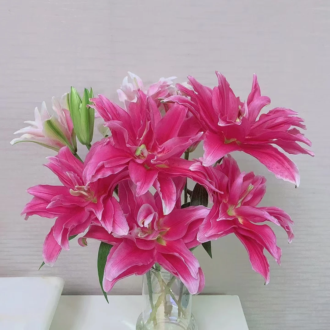 3枝艾琳娜多头百合【两单顺丰或京东包邮】云南鲜花 水养