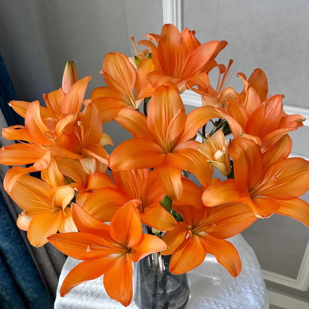 5枝橙色梦想双头百合10个花苞 小花苞无香味（两单顺丰或京东）鲜花