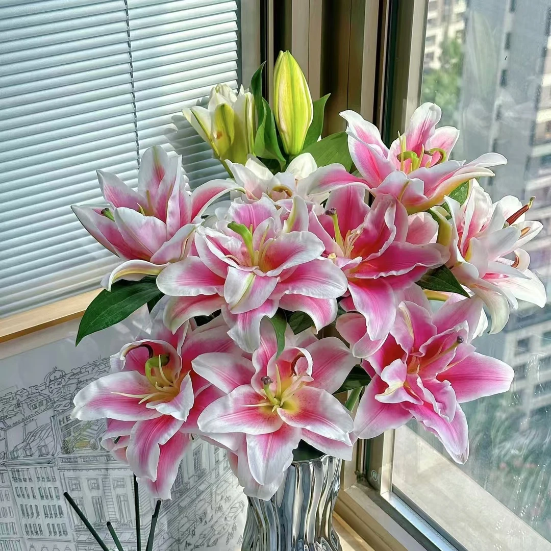 火星多头重瓣百合 矮胖小花苞 【两单京东或顺丰包邮】云南鲜花家用