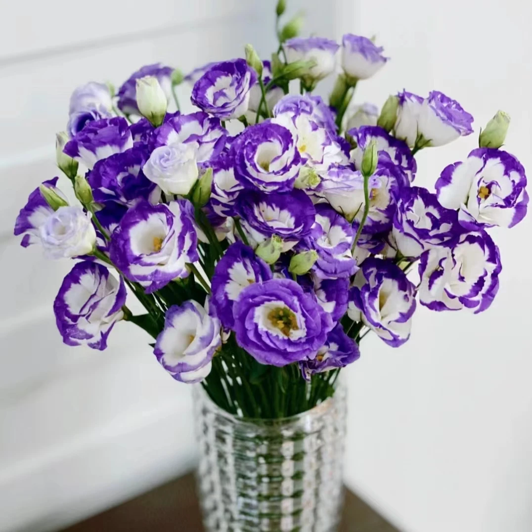 1大扎紫边洋桔梗600g 【两单顺丰冷链或京东空运】云南家庭鲜花