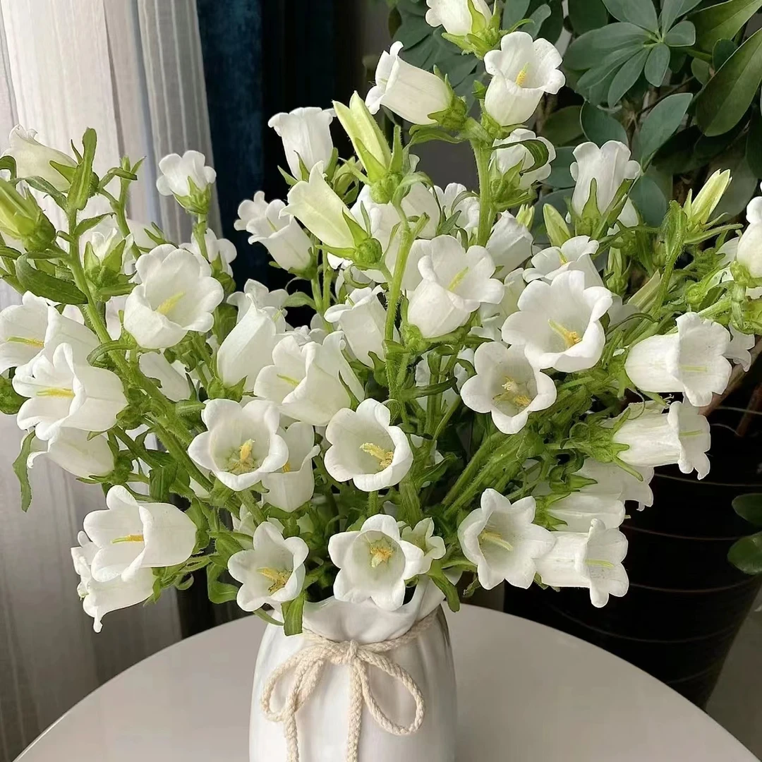 1扎白色风铃花 小清新  【两单顺丰冷链或京东空运】云南鲜花