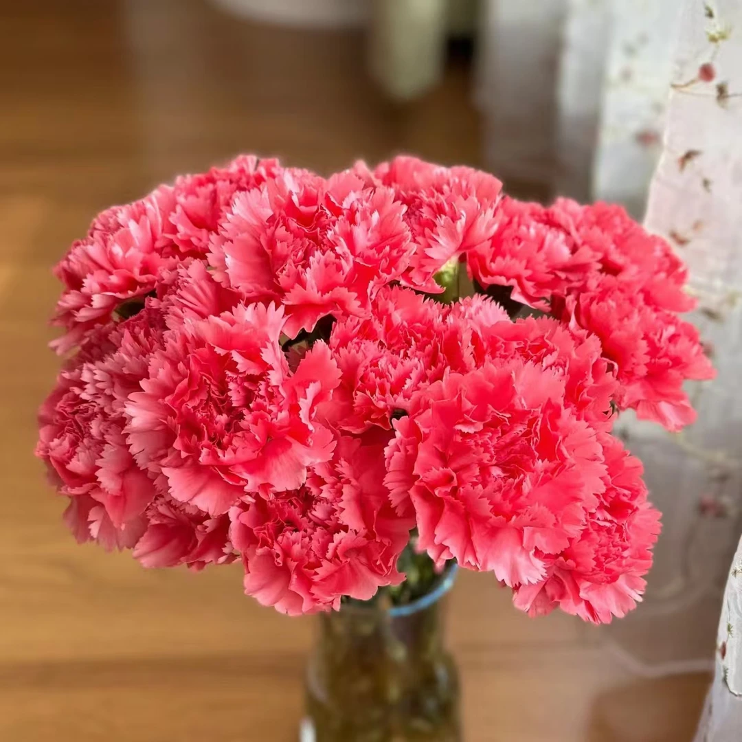 20枝芳菲单头康乃馨【两单顺丰冷链或京东空运】好养护 云南鲜花