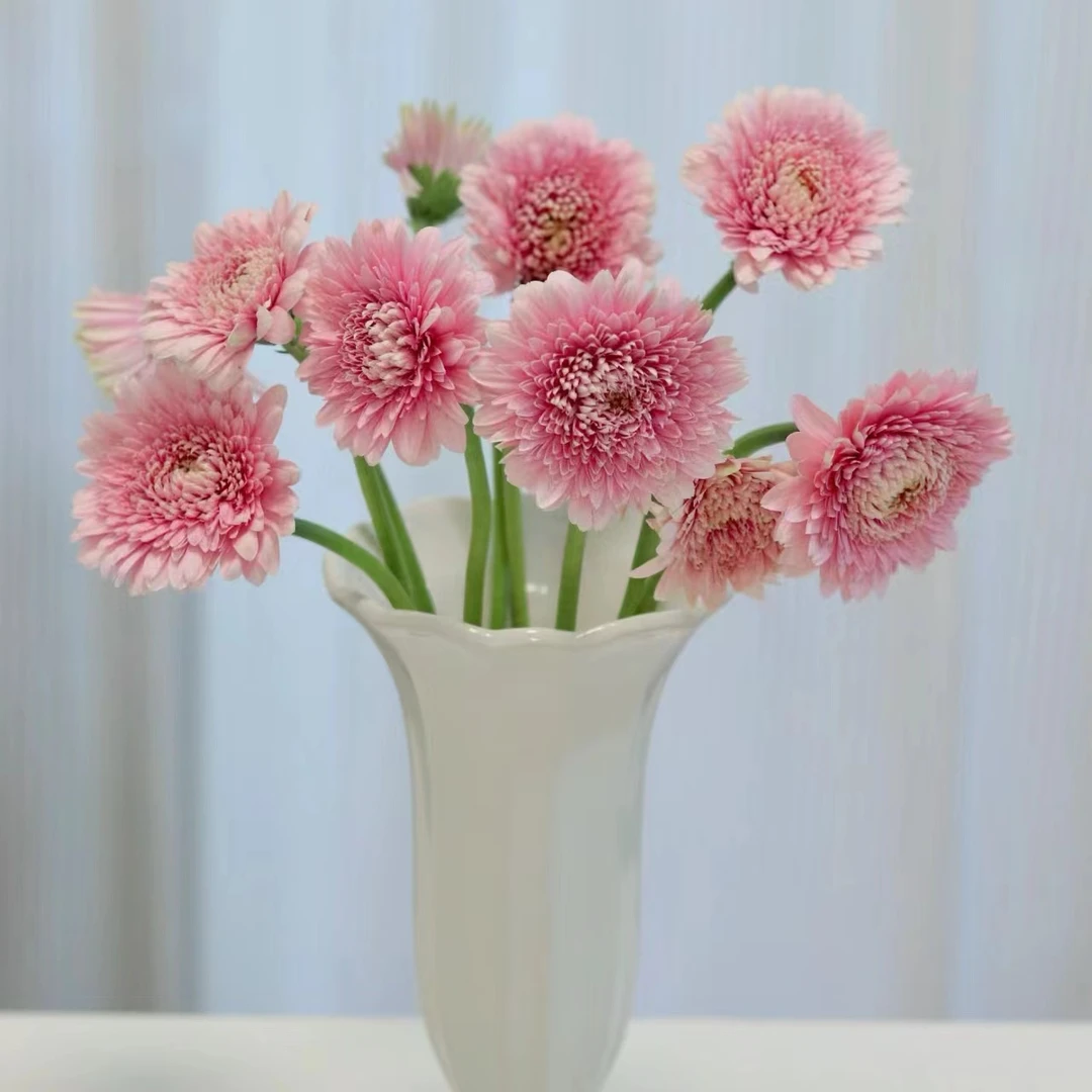 【方德】蕾丝泡泡非洲菊【两单顺丰冷链或京东空运】云南鲜花