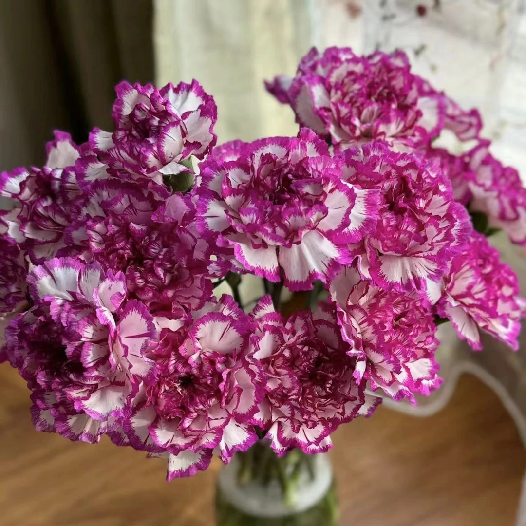 紫边单头康乃馨鲜花 【两单顺丰冷链或京东快递】好养护花期长