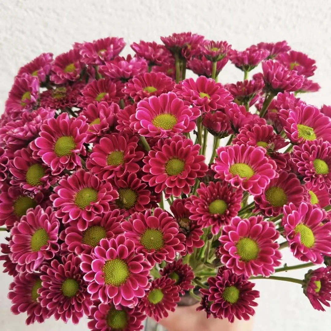 10枝吉祥小雏菊 【两单京东或顺丰空运】云南家庭鲜花