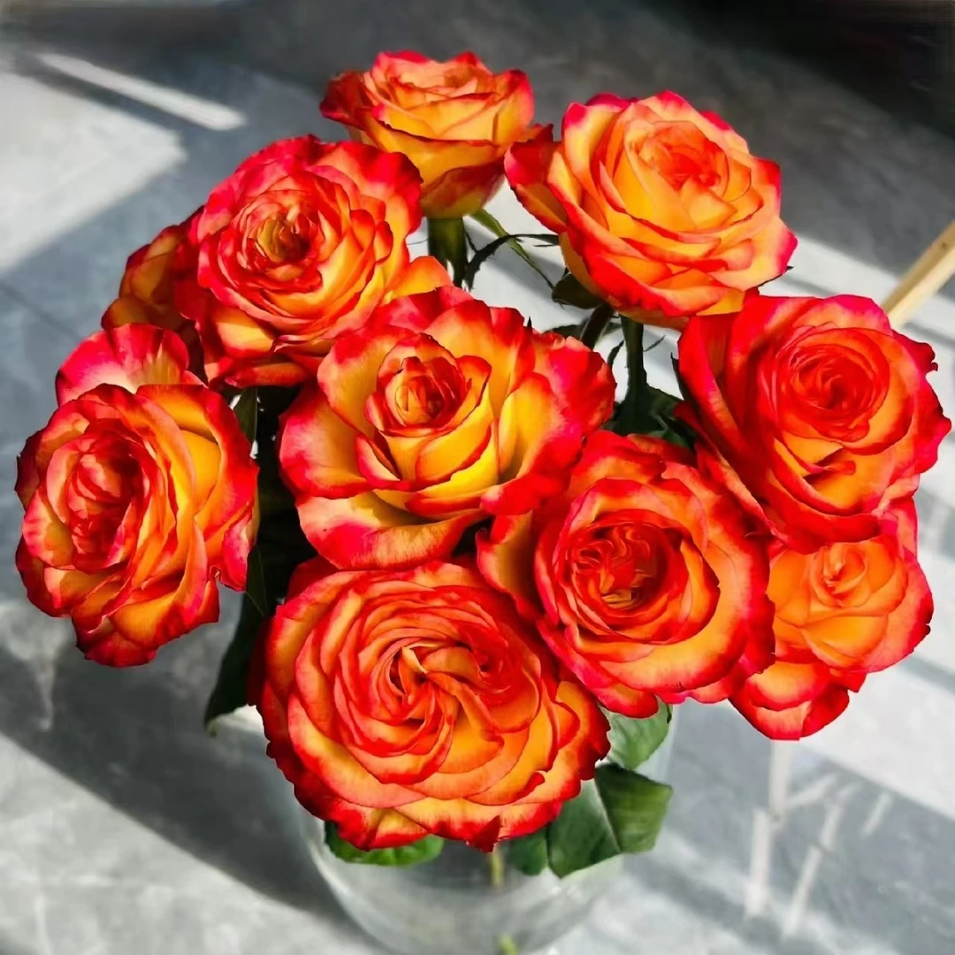 方德荷冠桃之夭夭玫瑰（杆子细花头小）【两单京东或顺丰】